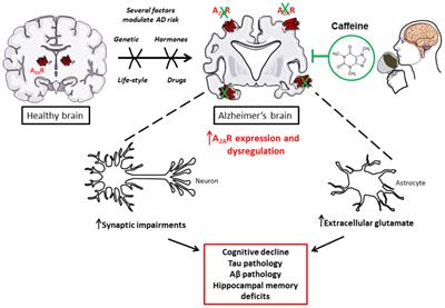 The Adenosinergic Signaling: A Complex but Promising Therapeutic Target for Alzheimer’s Disease
